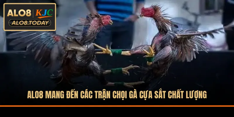 ALO8 mang đến các trận chọi gà cựa sắt chất lượng
