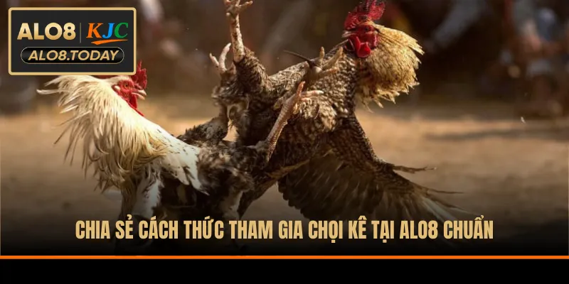 Chia sẻ cách thức tham gia chọi kê tại ALO8 chuẩn