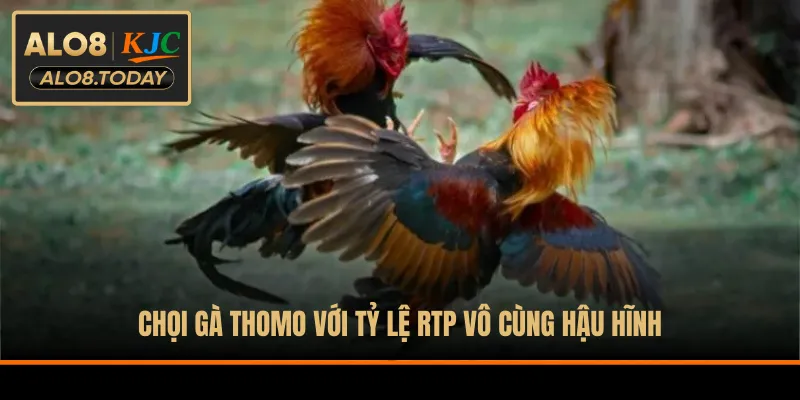 Chọi gà Thomo với tỷ lệ RTP vô cùng hậu hĩnh
