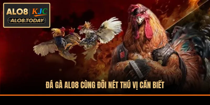 Đá gà ALO8 cùng đôi nét thú vị cần biết