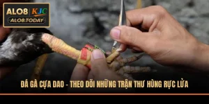 Đá gà cựa dao