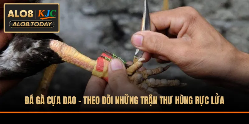 Đá gà cựa dao