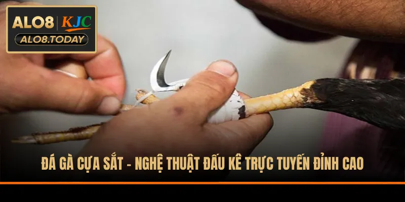 Đá gà cựa sắt