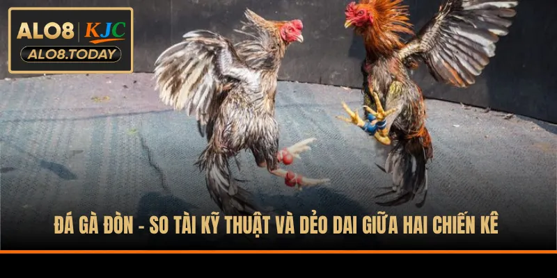 Đá gà đòn - So tài kỹ thuật và dẻo dai giữa hai chiến kê 