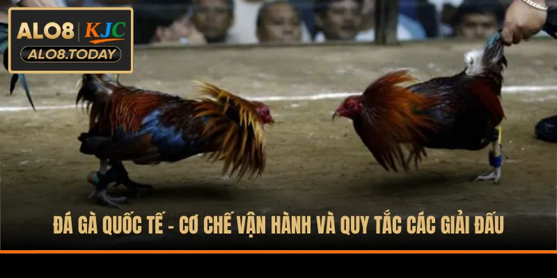 Đá gà quốc tế