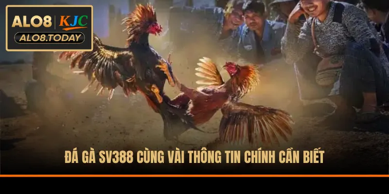 Đá gà SV388 cùng vài thông tin chính cần biết