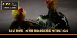 Đá gà Thomo