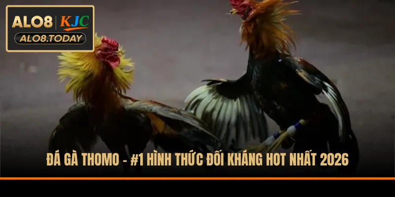 Đá gà Thomo