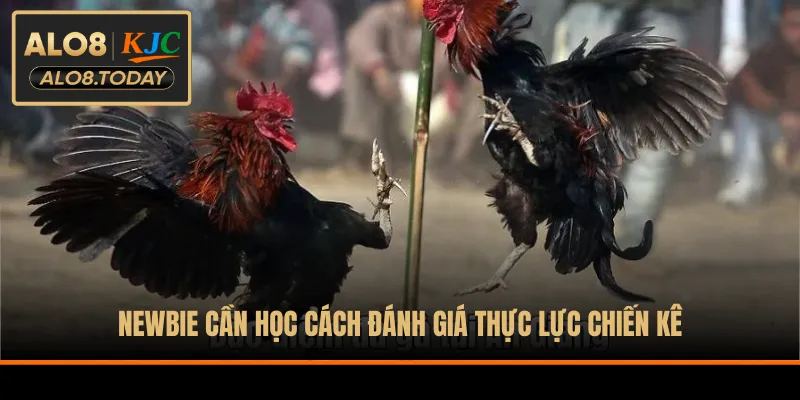 Newbie cần học cách đánh giá thực lực chiến kê