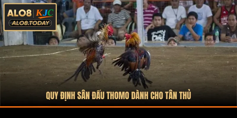 Quy định sân đấu Thomo dành cho tân thủ
