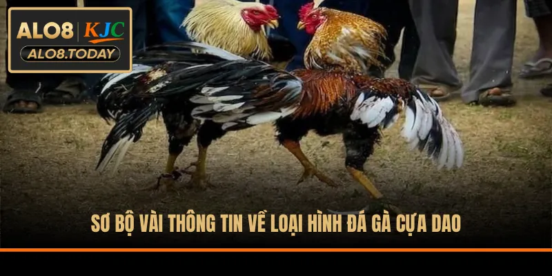 Sơ bộ vài thông tin về loại hình đá gà cựa dao