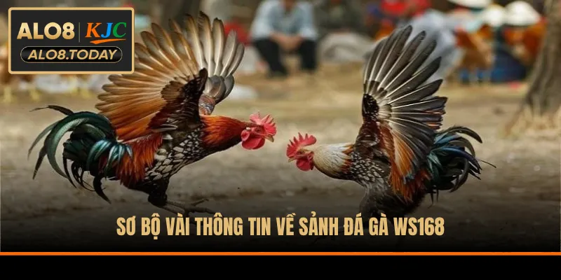 Sơ bộ vài thông tin về sảnh đá gà WS168