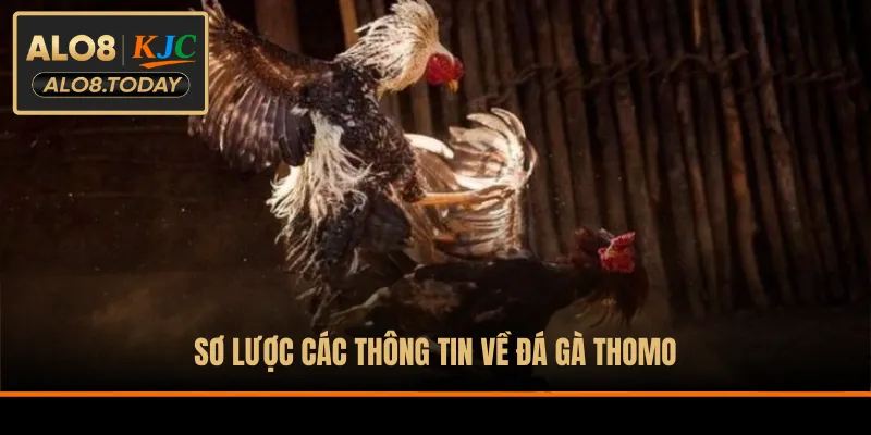 Sơ lược các thông tin về đá gà Thomo