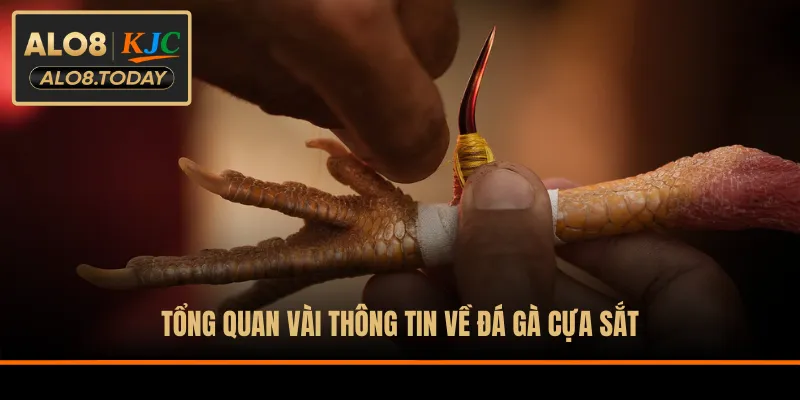 Tổng quan vài thông tin về đá gà cựa sắt